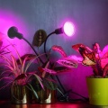 Lampka biurkowa PLANTY CLIP B DUO 2xE27 czarna Kobi Design