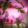 Lampka biurkowa PLANTY CLIP W DUO 2xE27 biała Kobi Design LAMPA DO ROŚLIN