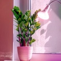 zarowka-do-roslin-led-planty-w-7w-e27-1200k-biala-kobi-design-73654856b8204cf589adf070edff512f-016275e8.jpg