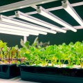 lampa-do-roslin-led-growly-9w-kobi-design-4837a03c65614cce9a41df0046289545-df378120.jpg